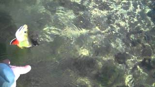 preview picture of video 'March Brookie from a Wisconsin spring creek in the Driftless Area-Fly Fishing'