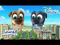 Puppy Vriendjes | Doorzoeken de Stad | Disney Channel NL