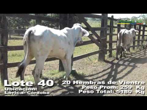 LOTE 40 Subastanet Enero 18
