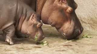A Star is Born: Rosie the hippo