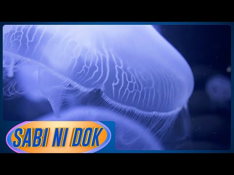 Sabi ni Dok: Jellyfish sting Gud Morning Kapatid