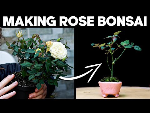 Wie man Bonsai aus einem Rosenstrauch macht 🌱🌹 Mame Bonsai