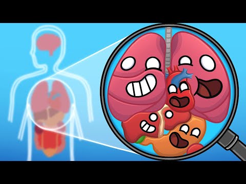 Your human body in a nutshell