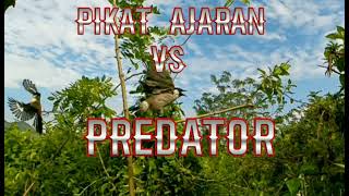 Download lagu ajaran pikat kutilang vs cendet mp3