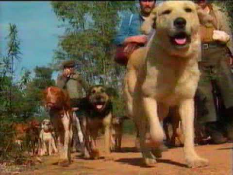 EL ADIESTRAMIENTO Y EL PERRO DE CAZA - Jara y sedal