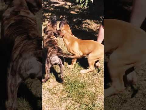 Presa Canario puppy for sale