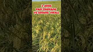 Download lagu 3 jenis padi Ciherang #ciherang #cisugih #ciherangberuang #ciherangsijalak mp3 Download lagu 3 jenis padi Ciherang #ciherang #cisugih #ciherangberuang #ciherangsijalak mp3