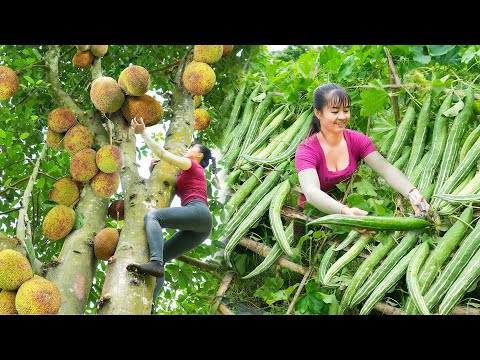 TIMELAPSE -- 266 Days Harvest 1000+ Japanese Luffa, Papaya, Jackfruit Go To Countryside Market Sell