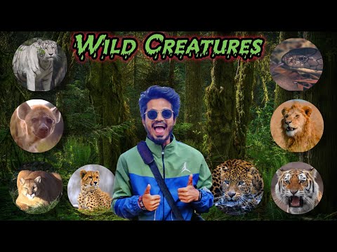 Fearsome Wild Animals: Wildest Creatures in 4K HDR Close Look