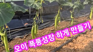오이 지금부터 폭풍성장 만들기~오이추비,중거름,웃거름,인간극장,전원일기,사노라면,오이 순치는방법,재배방법 순…