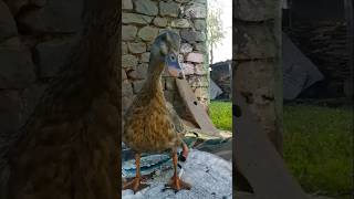 Download lagu Bebek Lucu II Suara Bebek Betina  Sangat Lucu II Suara Bebek #shorts #viral #bebeklucu mp3