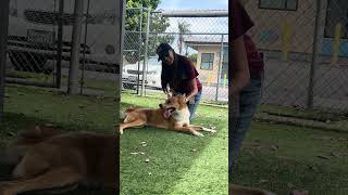 Video preview image #1 Carolina Dog-Unknown Mix Puppy For Sale in Pasadena, CA, USA
