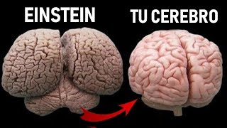POR ESTA RAZÓN ALBERT EINSTEIN ERA TAN INTELIGENTE | TE LO CUENTO #1