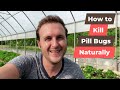 How We Survived The Pill Bug Apocalypse [Organic Pill Bug Control]