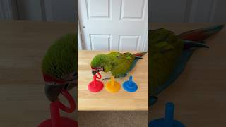 Color Matching Ring Toss - Great Green Macaw