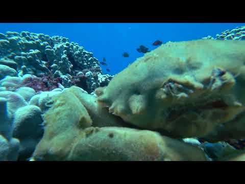 Sponge Crab with out its sponge