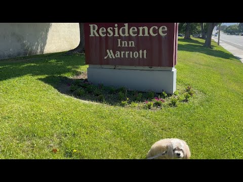 Dog Friendly Hotel Review, Residence Inn by Marriott Irvine Soectrum