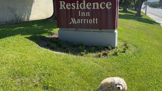 Dog Friendly Hotel Review, Residence Inn by Marriott Irvine Soectrum