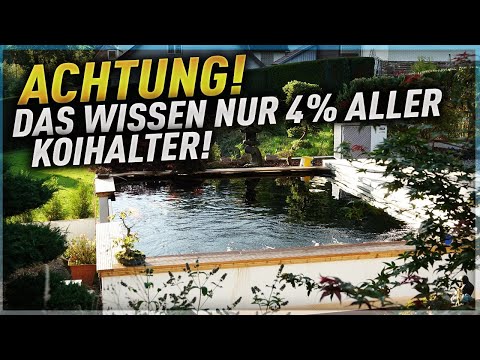 ACHTUNG: Das Wissen NUR 4% aller KOIHALTER! CO2 MANGEL am Koiteich!