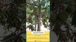Download lagu DURIAN MUSANGKING BISA BERBUAH DI DATARAN RENDAH mp3 Download lagu DURIAN MUSANGKING BISA BERBUAH DI DATARAN RENDAH mp3