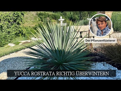 Einfach erklärt | Yucca Rostrata richtig überwintern / Get Yucca Rostrata through the winter;)