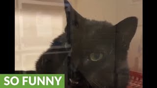 Hilarious rescue cat literally says "hello"