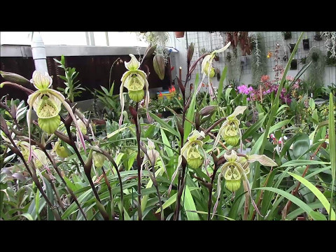 Phragmipedium pearcei  An Update