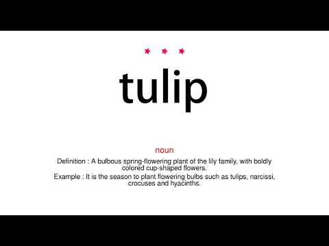 How to pronounce tulip - Vocab Today