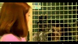 Werewolves Short Stack