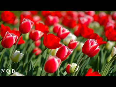 New Pashto Song 2011 By Rakhman Gull Marwat HOT ROMANTIC SWEET SONG 2011