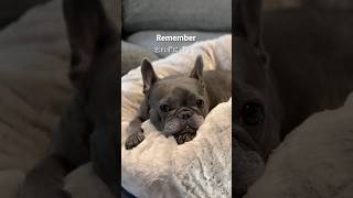 もしも愛する子(犬)がいるならば覚えておきたい…
