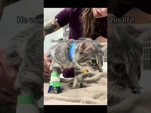 Leo beat FIP #FIP #felineinfectiousperitonitis #Vetmed #Vet