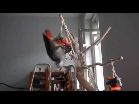 Papoušek se točí na laně ptačího stromu /  African gray parrot spins on a bird tree rope.