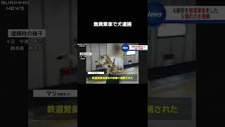 柴犬が連行されました…#shorts #壺浅アナ#ツボるニュース#放送事故