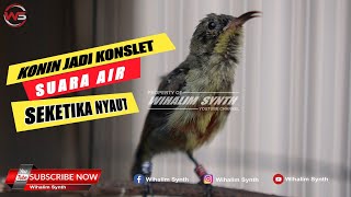Download lagu CALON KONSLET IKUT GACOR ! KONIN TROTOL GACOR & SUARA AIR COCOK UNTUK TERAPI PANCINGAN KOLIBRI NINJA mp3