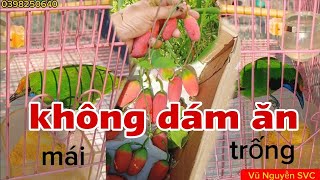 Download lagu Vào cám cặp thanh tước chuẩn bị thả aviary, mùa bình bát dây lại đến. mp3 Download lagu Vào cám cặp thanh tước chuẩn bị thả aviary, mùa bình bát dây lại đến. mp3