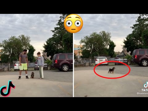 Run In Opposite Directions And See Who Your Dog Loves More (TikTok Trend)