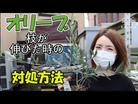 オリーブの木の病気 2023