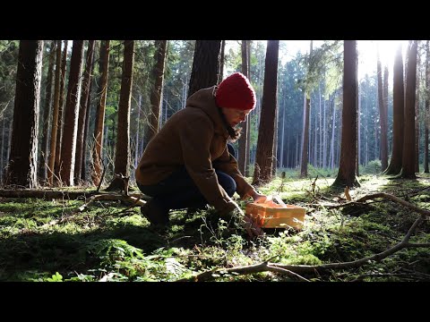 Foraging & hunting mushrooms in the forest | with subtitles | autumn silent vlog | part 1