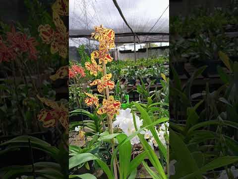 ZAP 11940050033 pedido de Judith de Goiás @Mais Orquídeas #plantas #flores #orquideas #jardim
