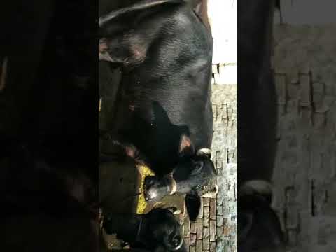 Female black murrah buffalo, murah, 18