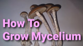 How To Grow MYCELIUM (TUTORIAL)