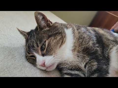 Cinnamon Cat purrs and enjoys being brushed