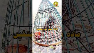 Download lagu Madi Batair Ki Awaz,female quail sound,bater ki awaz,batair ki awaz#birds #shortsvideo #shortsviral mp3