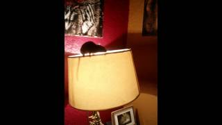 Little Late-night Lampshade Lurker