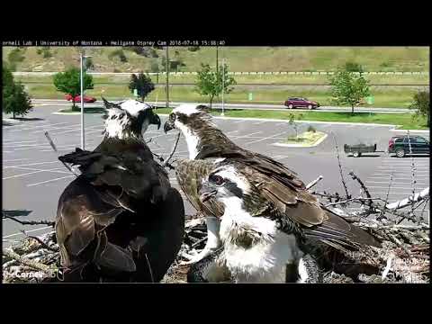 Hellgate Canyon ospreys ~ Louis Brings A Stick!  Not Fish!  July 18, 2018