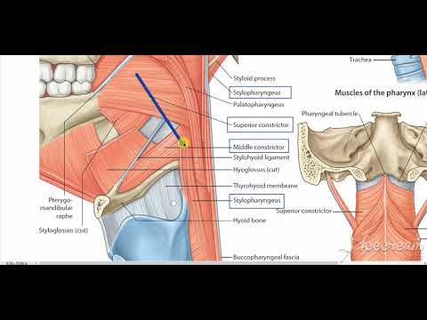Palate Pharynx muscles 2