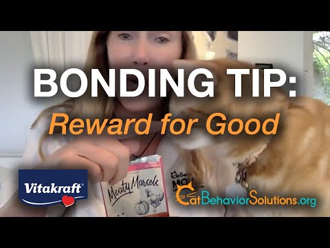 Cat Bonding Tip: Reward For Good