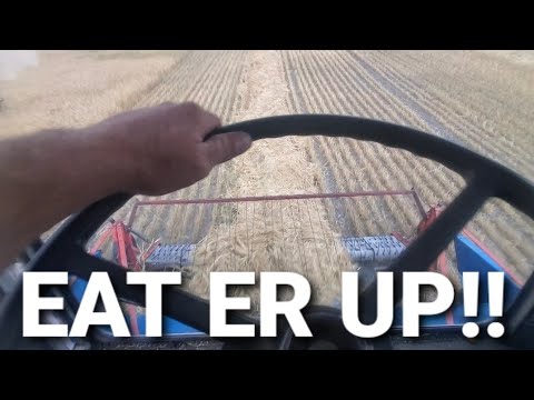 Harvesting Lentils And Barley!! Also Swathing Canola!!!