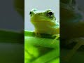 Best Nature Whatsapp Status Jungle All Wild Animal Birds Full Screen HD Videos